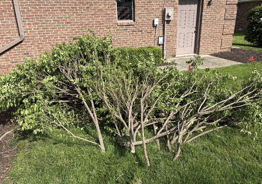 Before: overgrown bush with cut branches