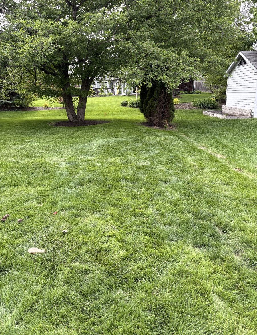 After: clean, mowed lawn