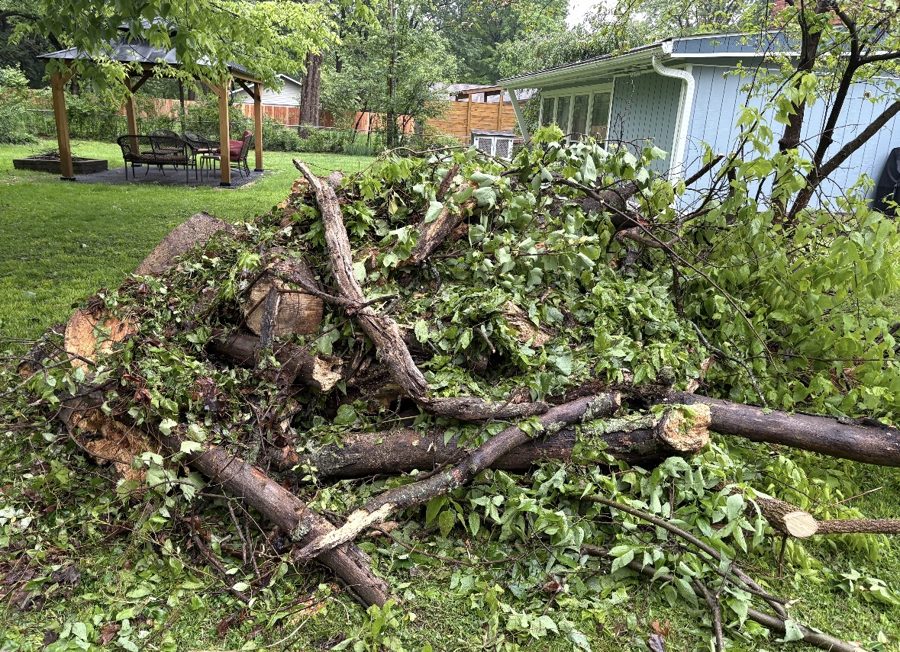 Before: large tree brush and log pile